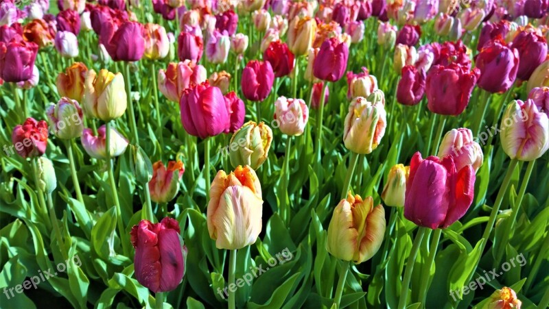 Tulips Flowers Tulip Spring Garden