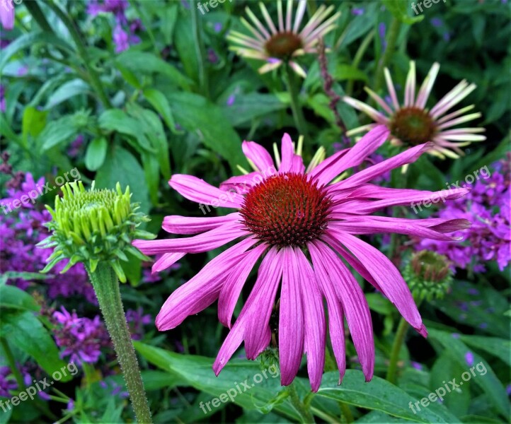 Flowers Flower Garden Plant Nature