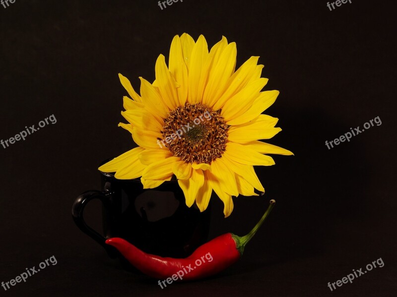 Nature Flower Yellow Chili Red