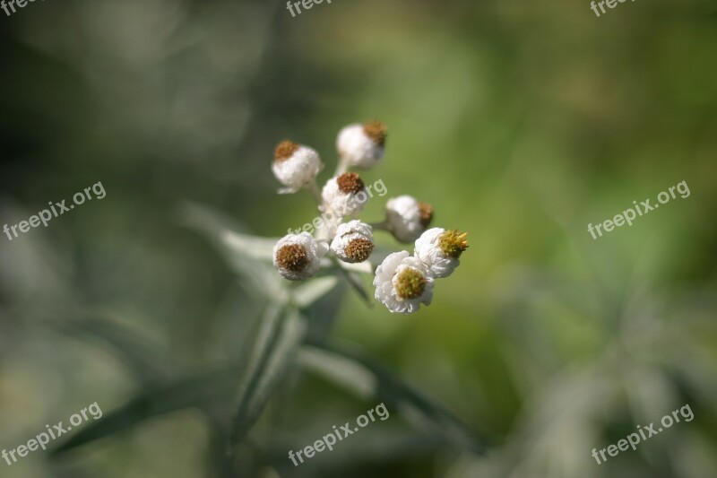 Helichrysum Flower Summer Plant Nature