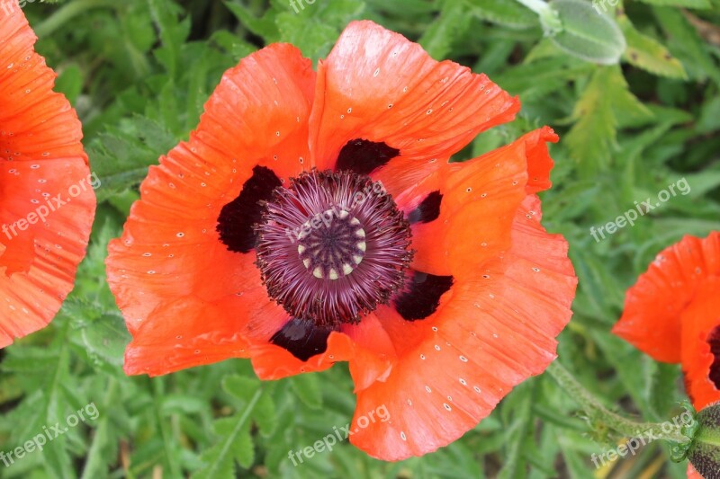 Poppy Flower Red Poppy Klatschmohn Free Photos