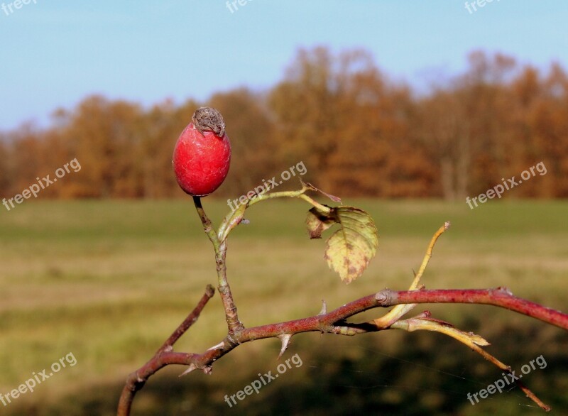 Autumn Landscape Seasons Of The Year Rose Hips Branch Spikes