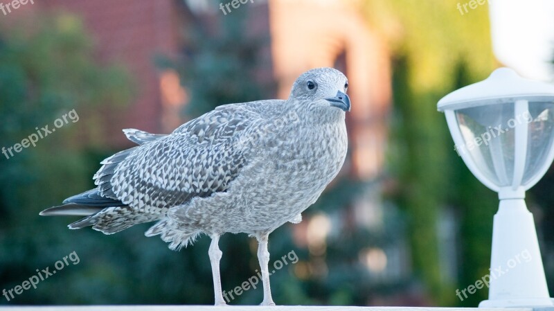 Bird Sea Birds The Seagulls Water Bird Seagull