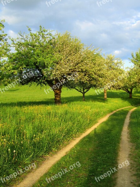 Spring Trees Away Field Meadow