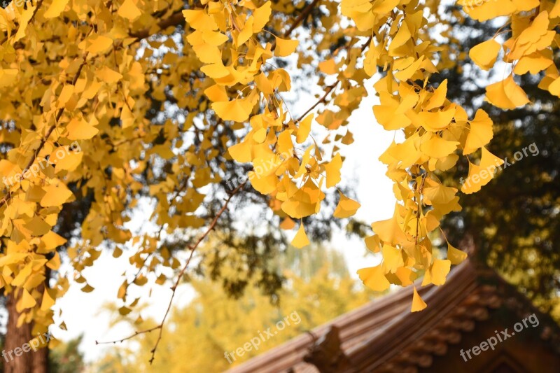 Ginkgo Trees Autumn Yellow Leaves Akiba Jingshan Park