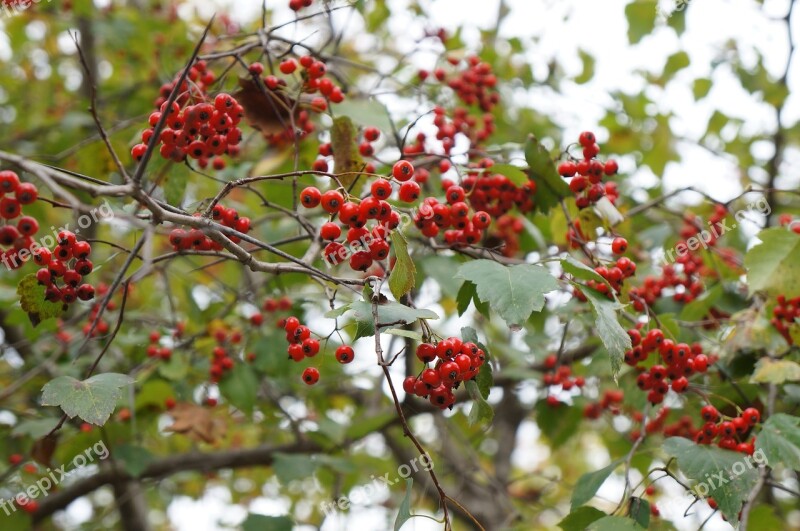 Fruit Red Berries Red Fresh Medium Republic Of Korea