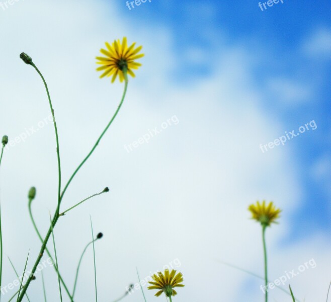 Wild Flowers Dawlish Warren Yellow Devon Beach