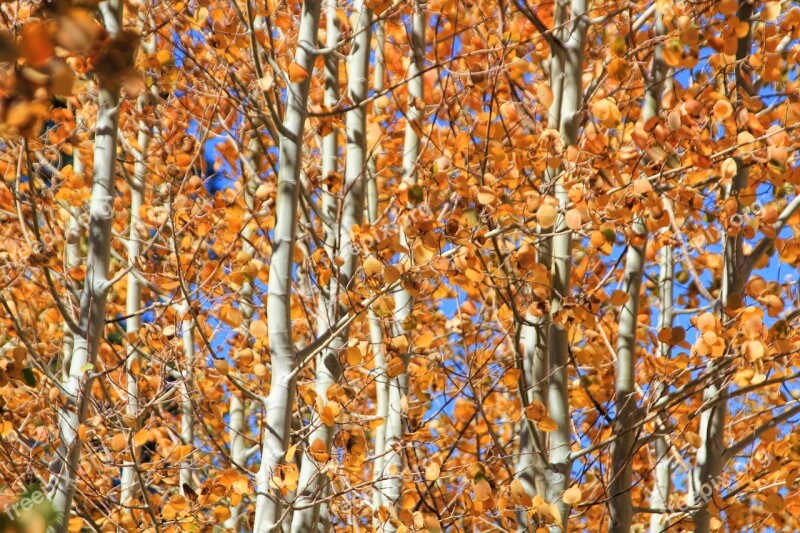 Autumn Leaves Fall Leaf Yellow