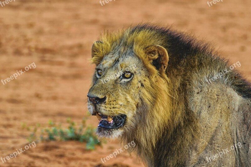 Lion Portrait Big Cat Predator Animal World