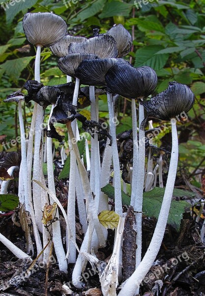 Mushrooms Lamellar Disc Fungus Forest Floor Close Up