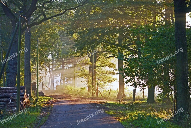 Autumn Light Morning Mist Forest Forestry Forest Path