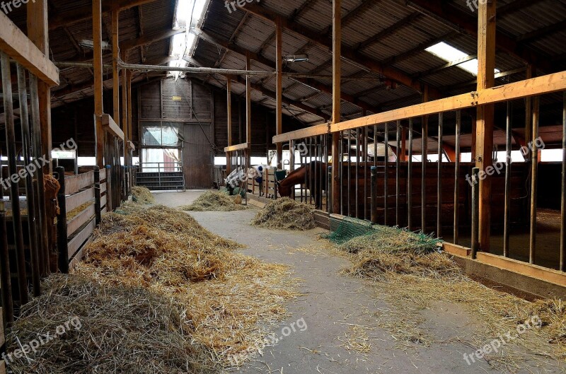 Open Stable Horse Stable Horse Attitude Stall Farm