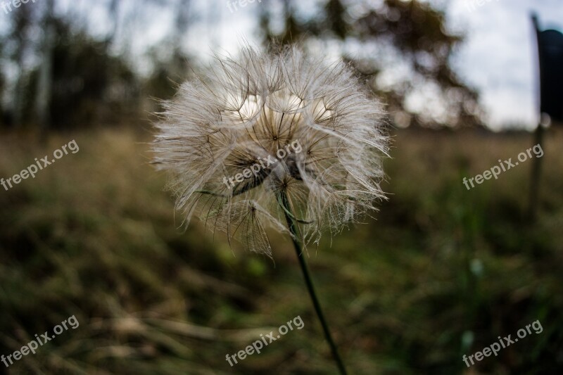 Nature Blurred Outdoor Free Photos