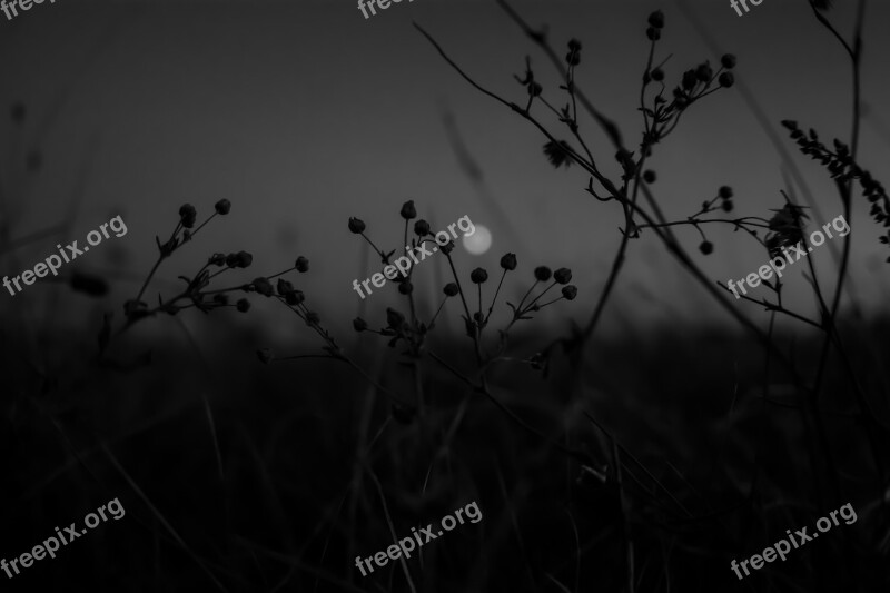 Blurred Moon Through Grass Free Photos