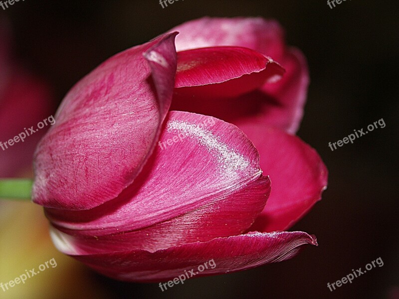 Tulip Pink Spring Flowers Closeup Macro Photography