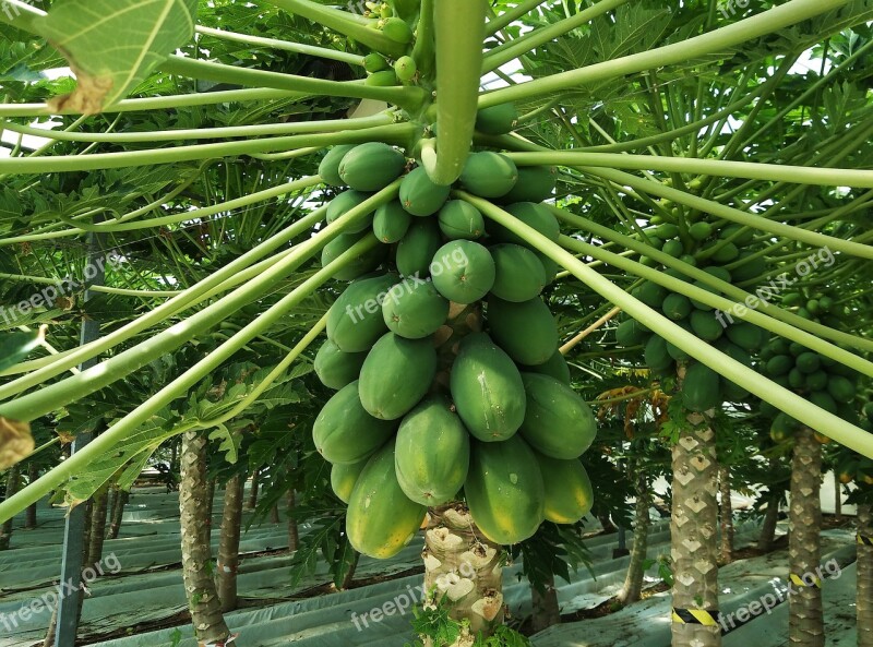 Papaya Fruit Exotic Nature Greenhouse