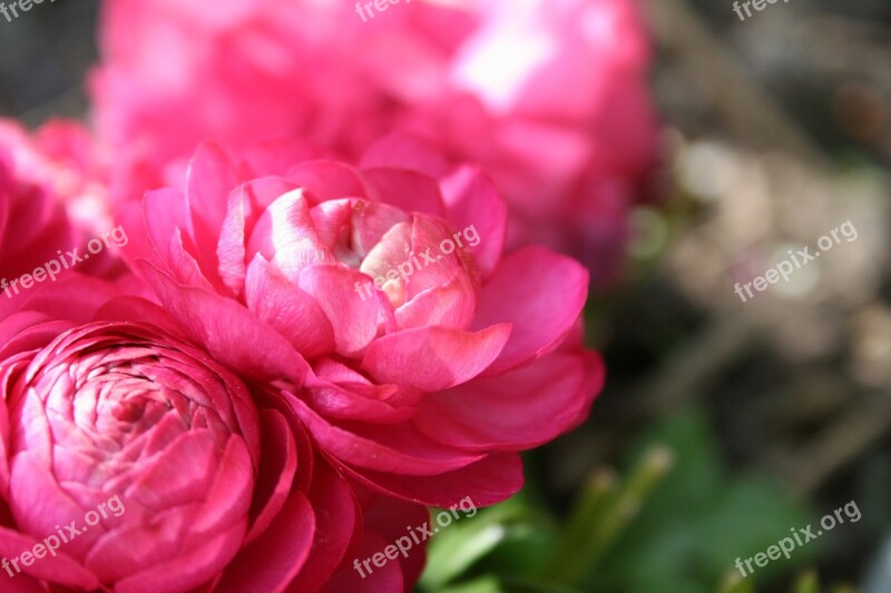 Buttercup Asiatic Flower Pink Spring