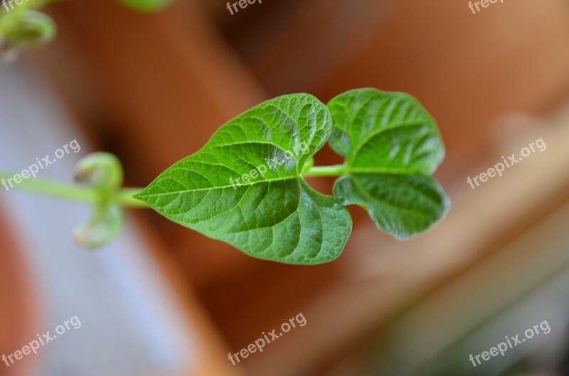 Bean Leaf Plant Free Photos