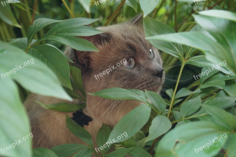 Green Cat Animal Domestic Cat Pet