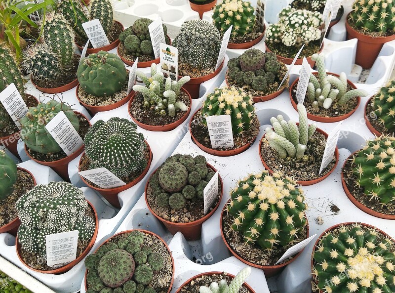 Nursery Cactus Plants Thorns Green