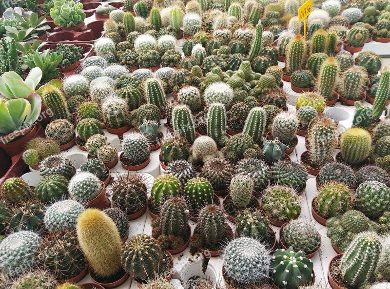 Cactus Nursery Plants Green Pots