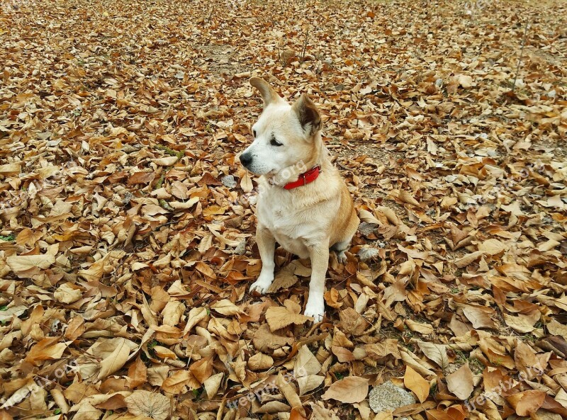 Autumn Dog Pet Can Dry Leaf