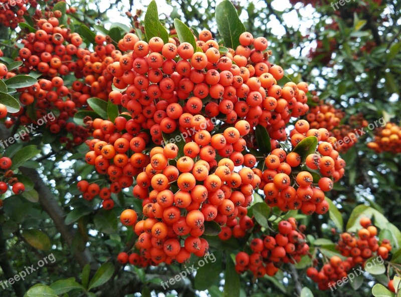 Berries Forest Autumn Nature Landscape