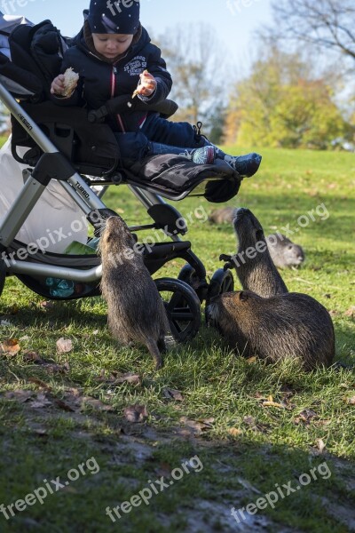 Nutria Beaver Rodent Mammal Castor