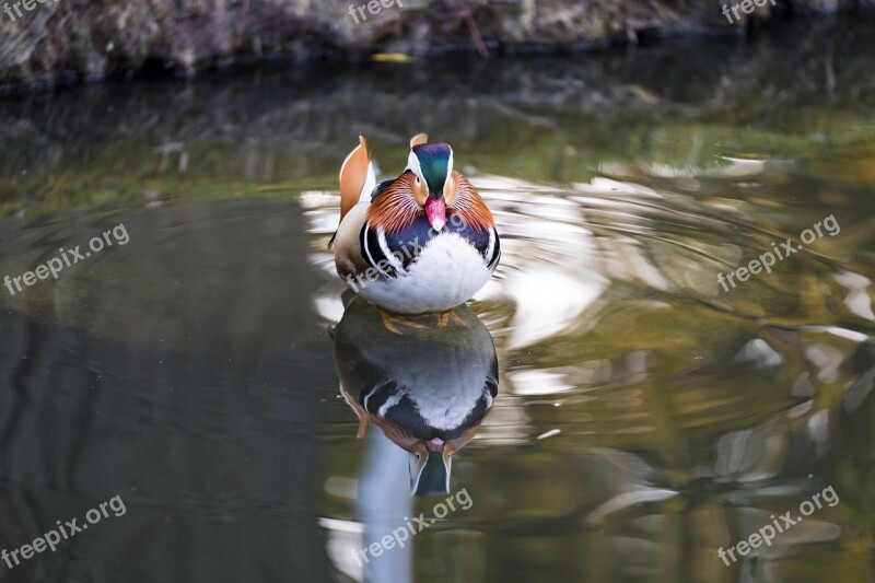 Duck Mandarin Ducks Mandarin Duck Asia Bird