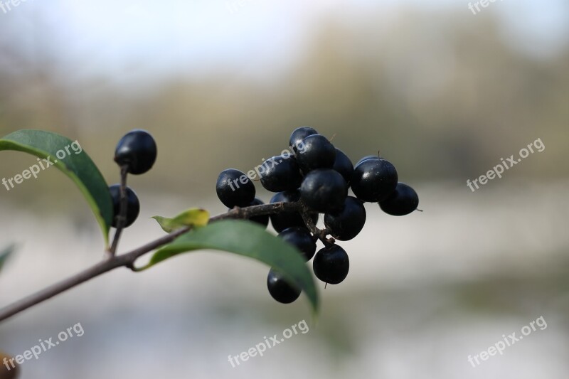 Privet Rain Willow Berries Black Black Berries