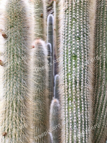 Sharp Cactus Closeup Nature Texture