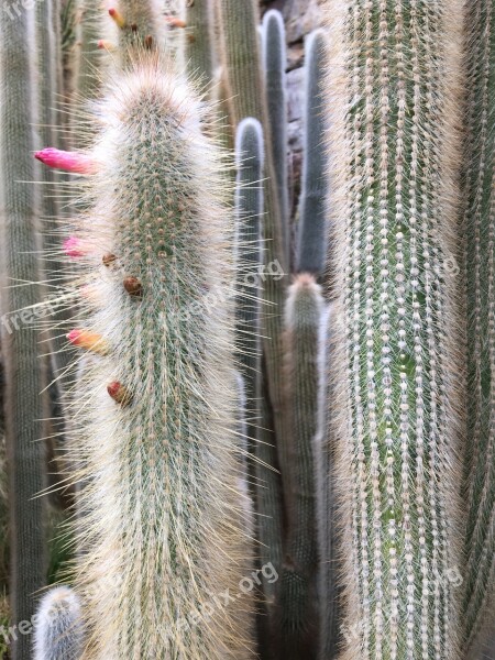 Cactus Spine Nature Sharp Prickly