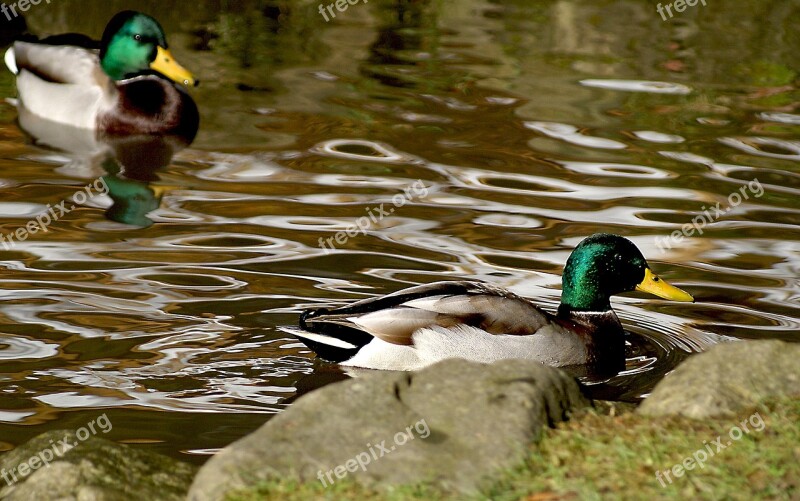 Duck Crossword Wild Ducks Mallard Duck Bird