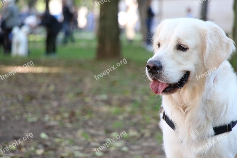 Golden Retriever Golden Dog Pet Walk