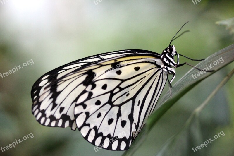 Butterfly Insect Close Up Animal Baumnymphe