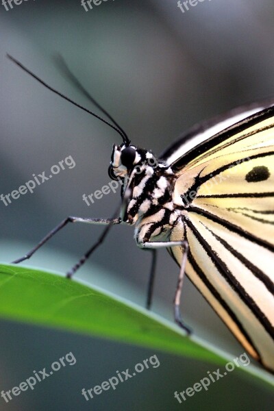 Butterfly Baumnymphe Macro Close Up Black White