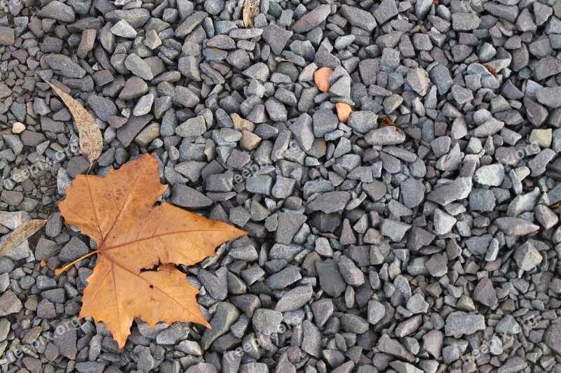 Leaf Gravel Autumn Nature Free Photos