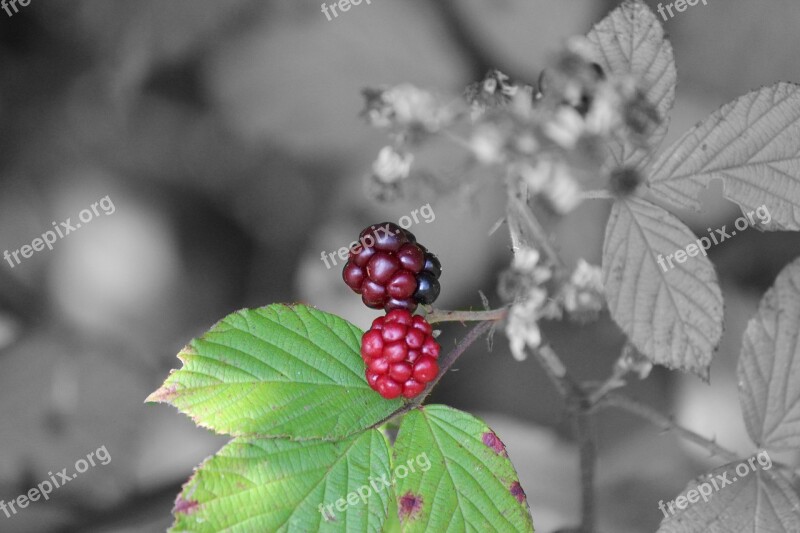 Bramble Semi Mature Nature Close Up Black And White