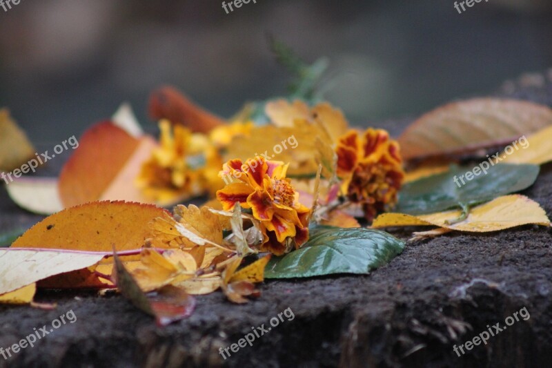 Flowers Rain Autumn Flower Closeup