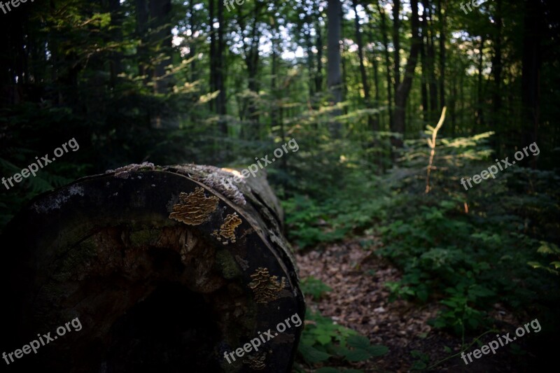 Tree Forest Wood Log Nature