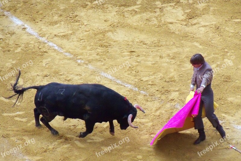 Corrida Bull Spain Arena Free Photos