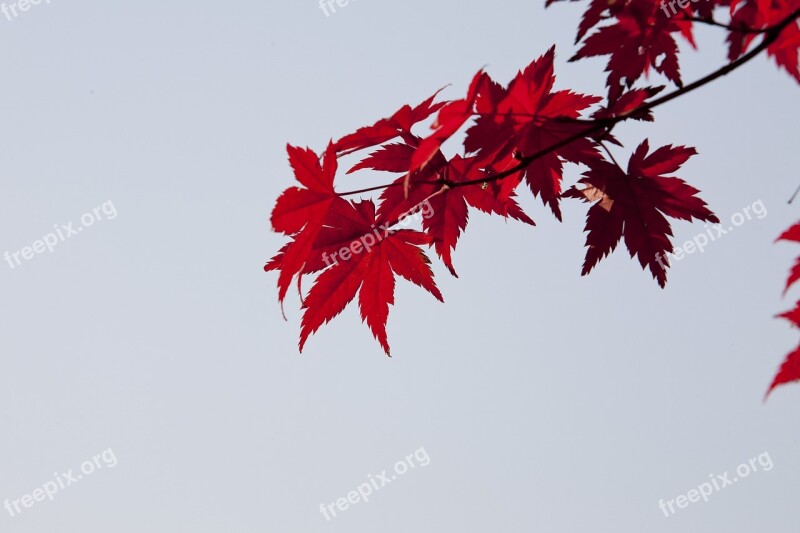 Autumn Leaves Autumn Red Nature Leaves