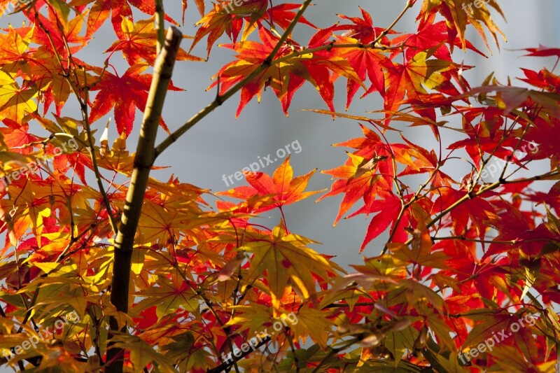 Autumn Leaves Autumn Red Nature Leaves