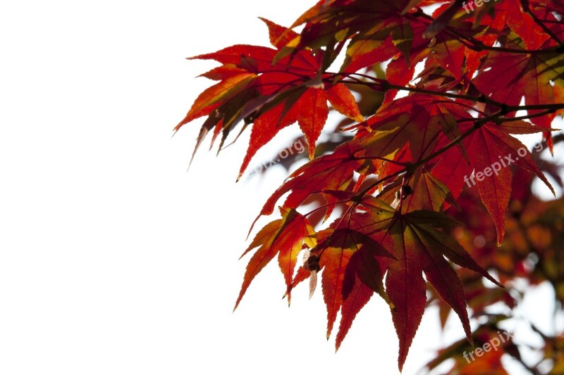 Autumn Leaves Autumn Red Nature Leaves