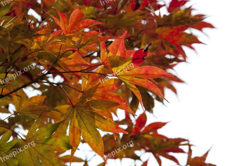 Autumn Leaves Autumn Red Nature Leaves