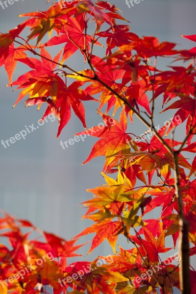 Autumn Leaves Autumn Red Nature Leaves