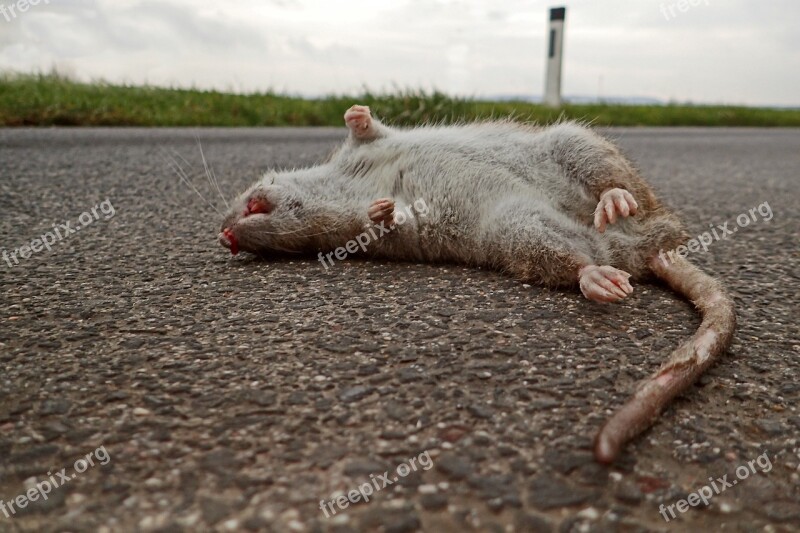 Rat Die Mammal Death Nature