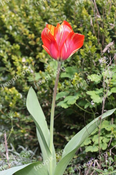 Tulip Nature Red Yellow Plant Spring Flowers