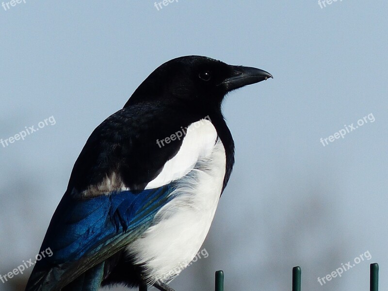 Walk Magpie Bird Corvidé Free Photos