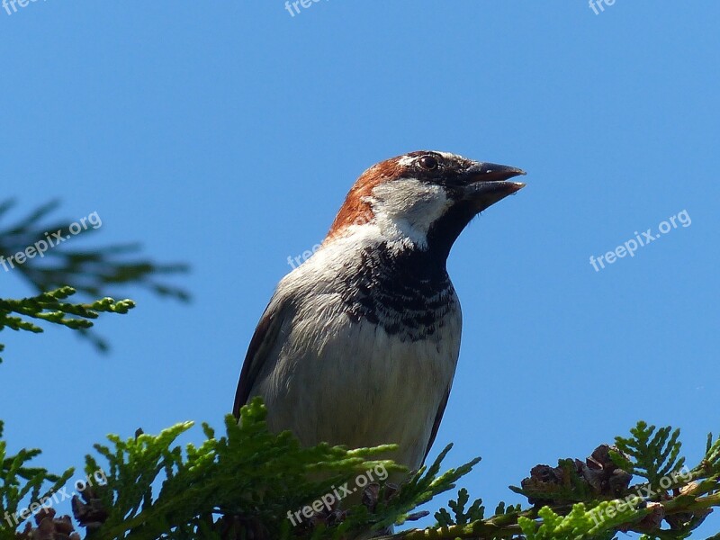 Sparrow House Sparrow Bird Free Photos